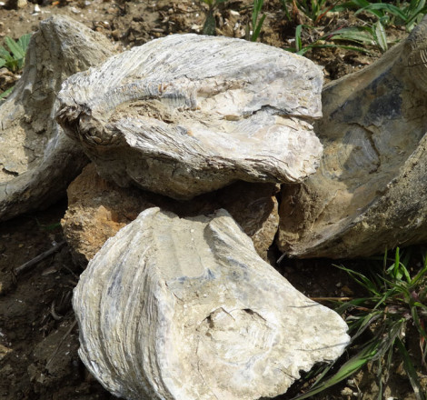 fossili del terreno Podere Cellori